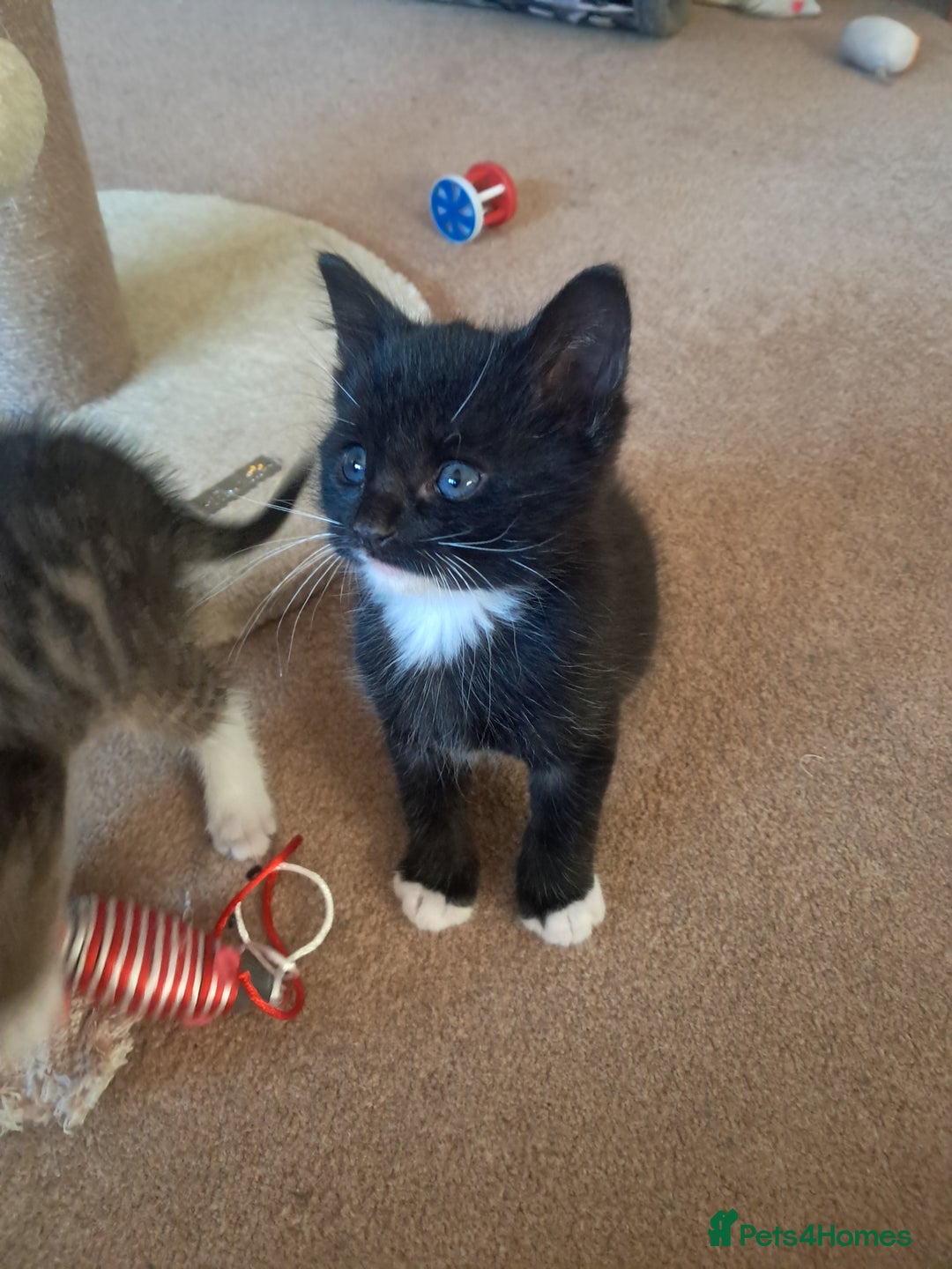 Mixed Breed cats for sale: 3 BEAUTIFUL KITTENS 😸 AVAILABLE STRAIGHT AWAY  - Advert 11