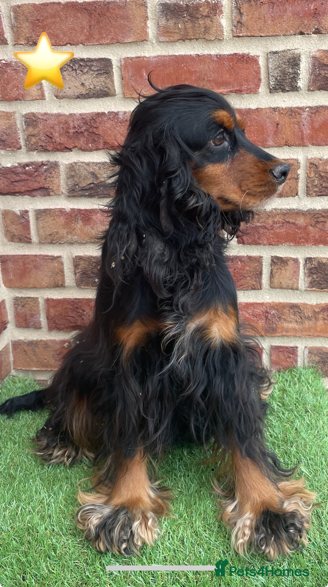 Cockapoo dogs for sale: Ready now. Cockapoos - Image 12