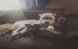 Deerhound dogs for adoption: Gentle Deerhound Cross Hunter Seeks Loving Home - Image 4