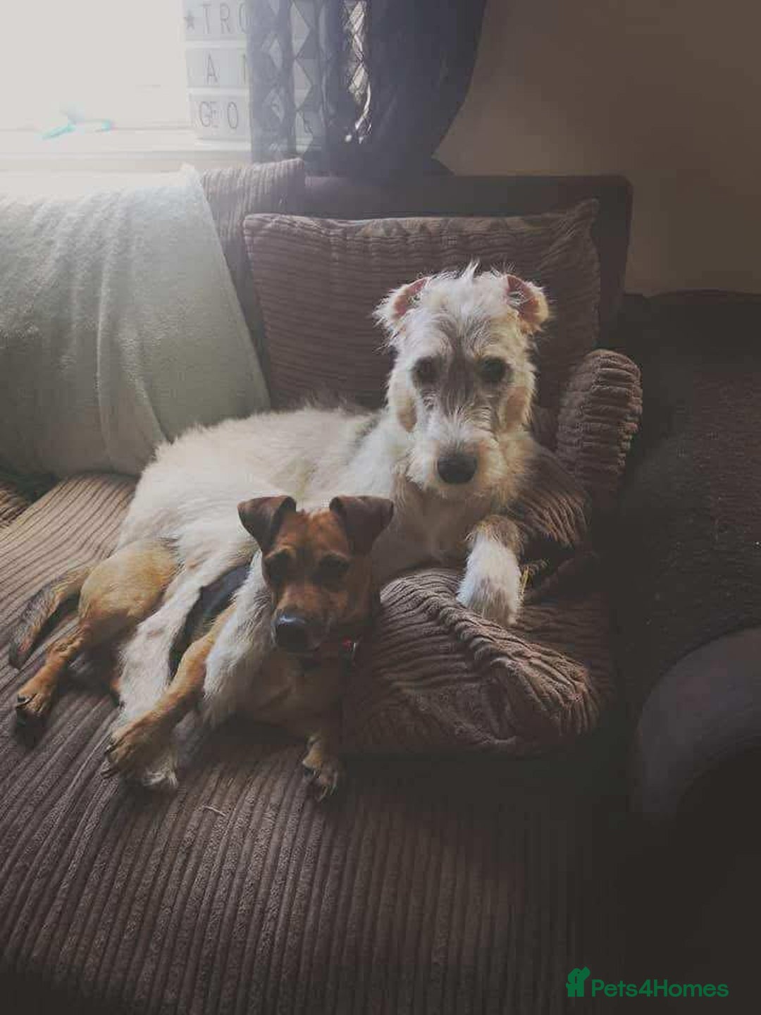 Deerhound dogs for adoption: Gentle Deerhound Cross Hunter Seeks Loving Home - Image 4