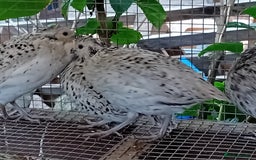 Quail poultry for sale: Snowflake Bobwhite [3 females + 1 male] - Image 6