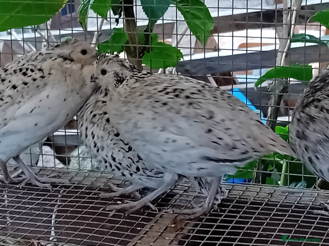Quail poultry for sale: Snowflake Bobwhite [3 females + 1 male] - Image 6