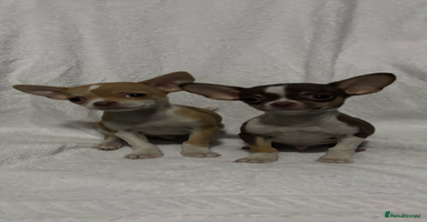 Chihuahua dogs Chihuahuas puppies  - Advert 7