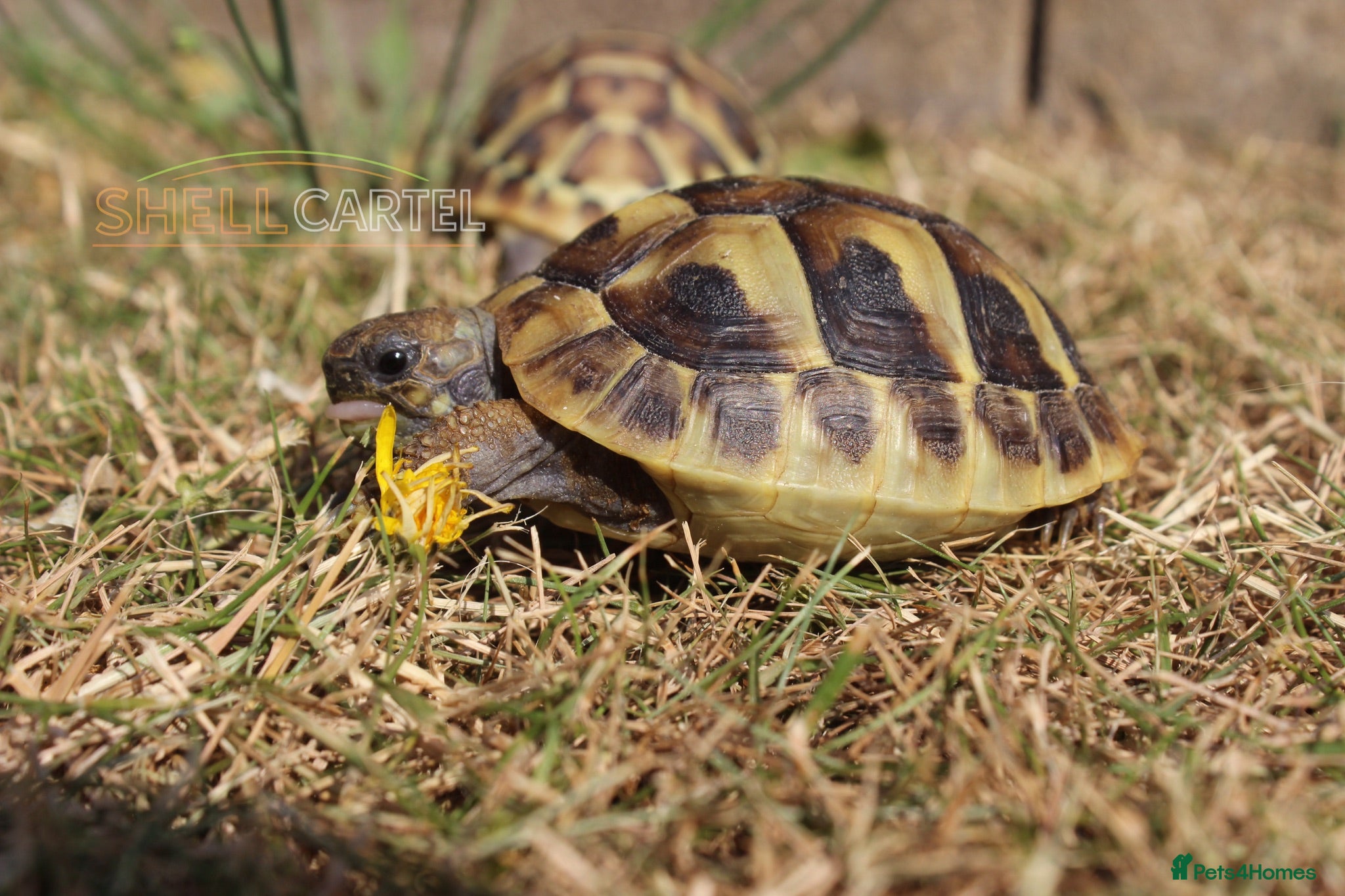 Hermann Tortoise reptiles Baby Hermanns Hatchlings & Set Ups!! - Advert 2