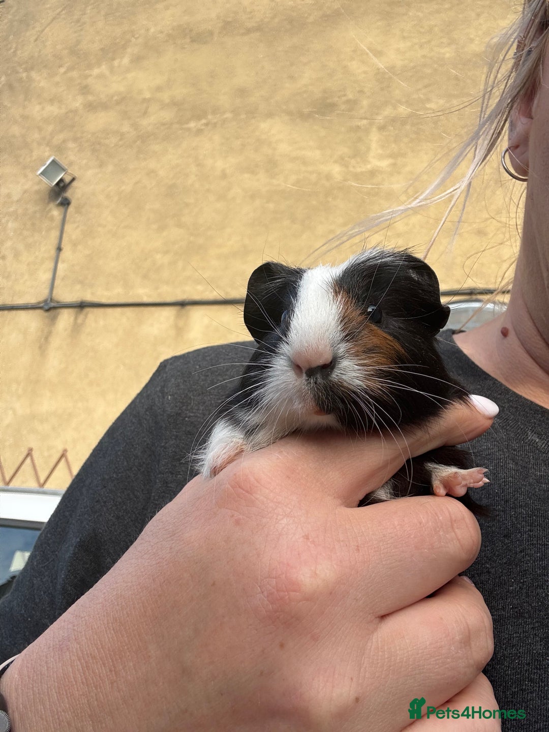 Guinea Pig rodents for sale: Two baby boy guinea pigs looking for a new home  - Image 8