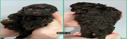 Cavapoo dogs for sale: DNA Tested Chocolate F1b Cavapoos. 2 Boys & 1 Girl - Advert 10
