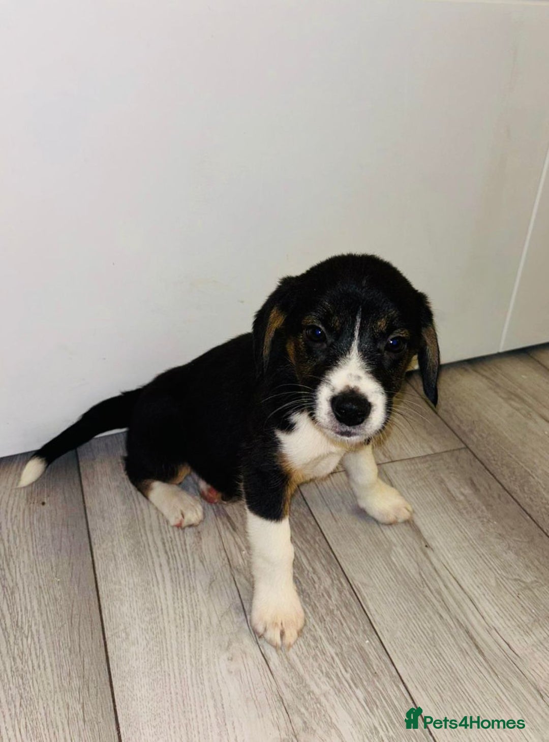 Beagle dogs for sale: Beagle Puppies - Advert 2
