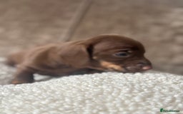 Dachshund dogs for sale: 🌭🌭🌭🌭🌭🌭🌭little dachshunds🌭🌭🌭🌭🌭  - Image 15