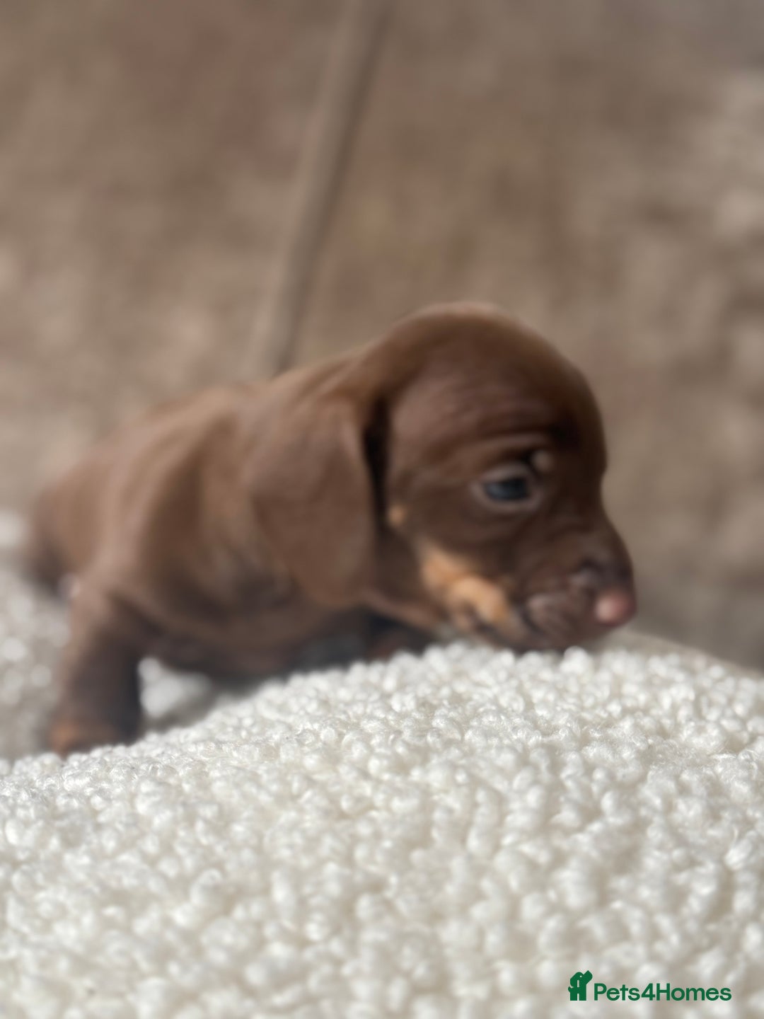 Dachshund dogs for sale: 🌭🌭🌭🌭🌭🌭🌭little dachshunds🌭🌭🌭🌭🌭  - Image 15