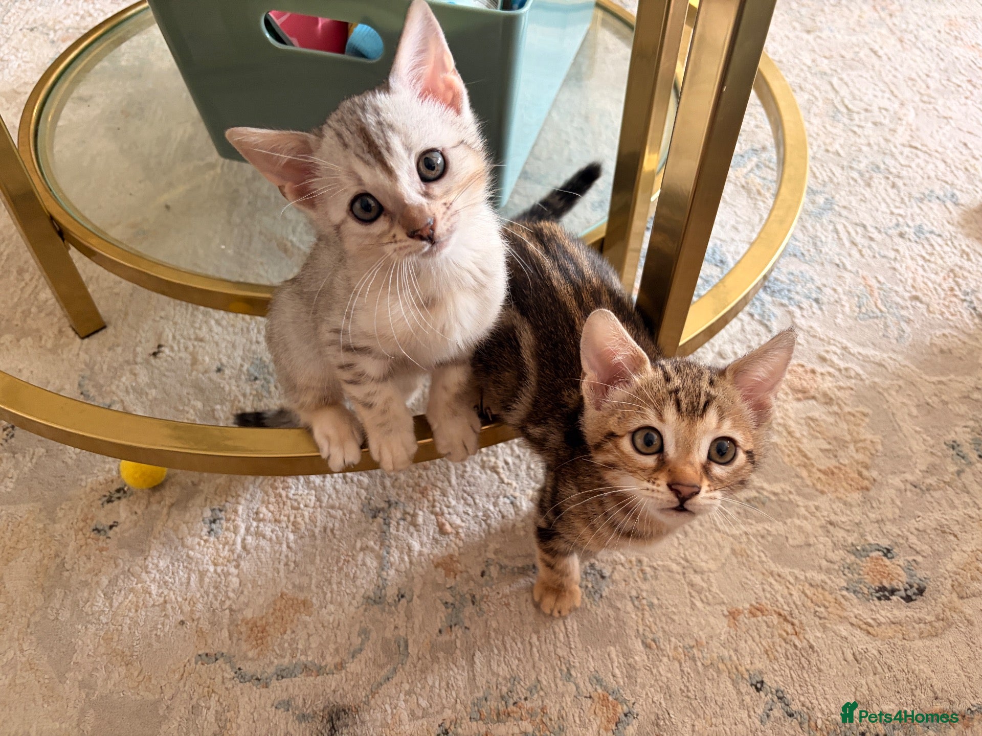 Bengal cats Bengal Kittens - Advert 16
