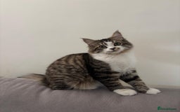 Mixed Breed cats for sale: Loving Home Needed for a Sweet 6-Month-Old Kitten  - Image 1