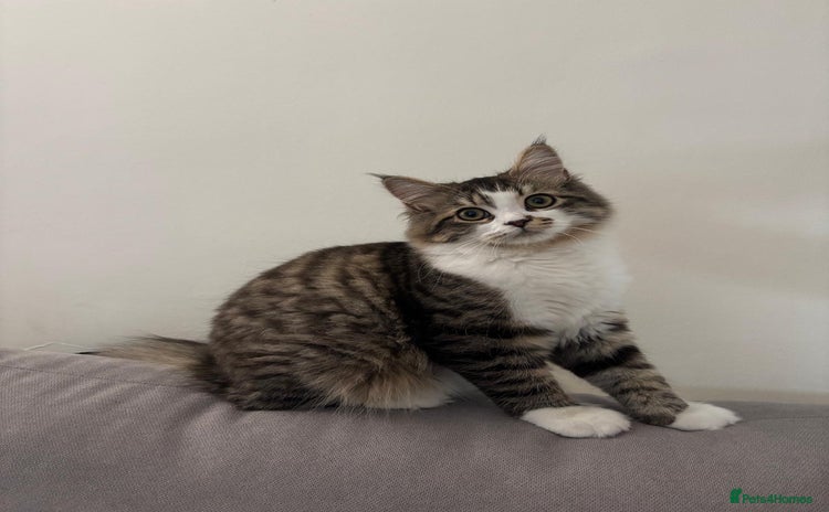 Mixed Breed cats - Advert 12