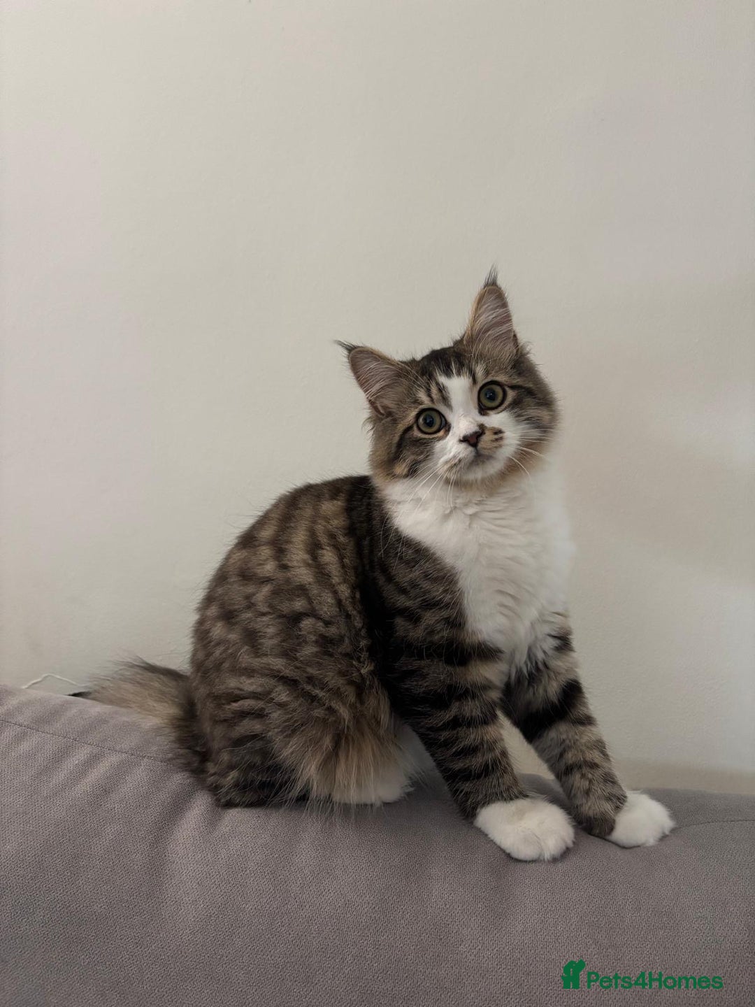 Mixed Breed cats for sale: Loving Home Needed for a Sweet 6-Month-Old Kitten  - Image 1
