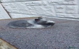 Lionhead rabbits for sale: Wonderful bunnies 07405173733  - Image 2