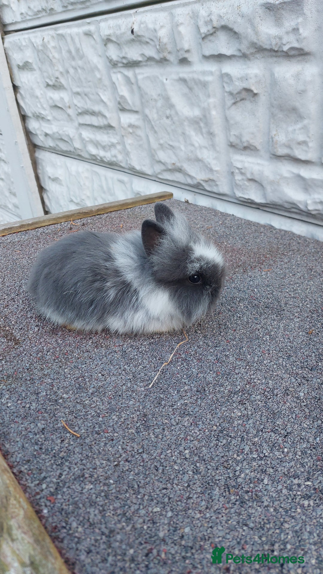 Lionhead rabbits for sale: Wonderful bunnies 07405173733  - Image 2