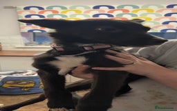 Mixed Breed dogs for sale: Collie cross pups  - Advert 22