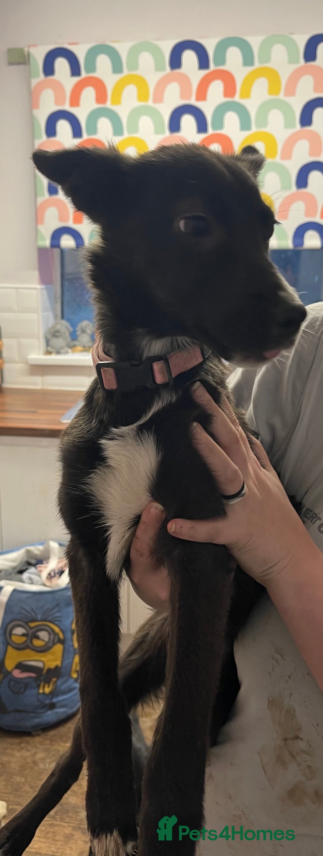 Mixed Breed dogs for sale: Collie cross pups  - Advert 22