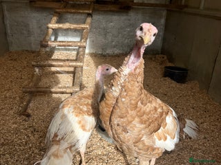 Turkeys poultry for sale - Advert 1