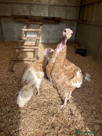 Turkeys poultry - Advert 1