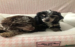 Miniature Poodle dogs for sale: ❤️🐶beautiful Merle miniature poodles girls🐶❤️ - Image 11