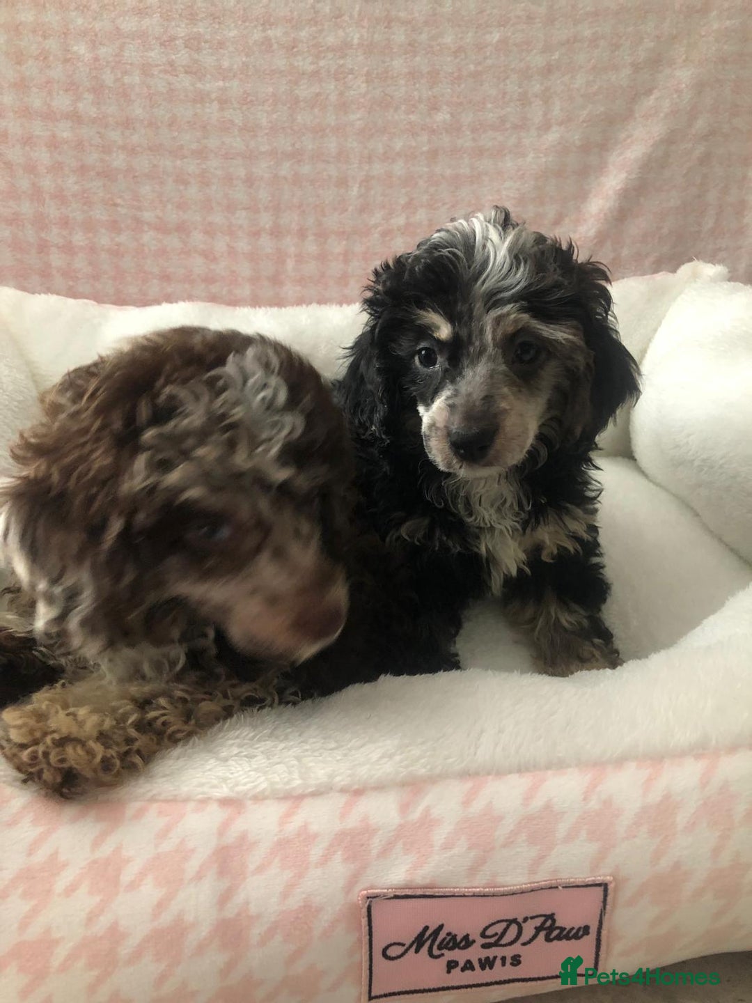 Miniature Poodle dogs for sale: ❤️🐶beautiful Merle miniature poodles girls🐶❤️ - Image 11