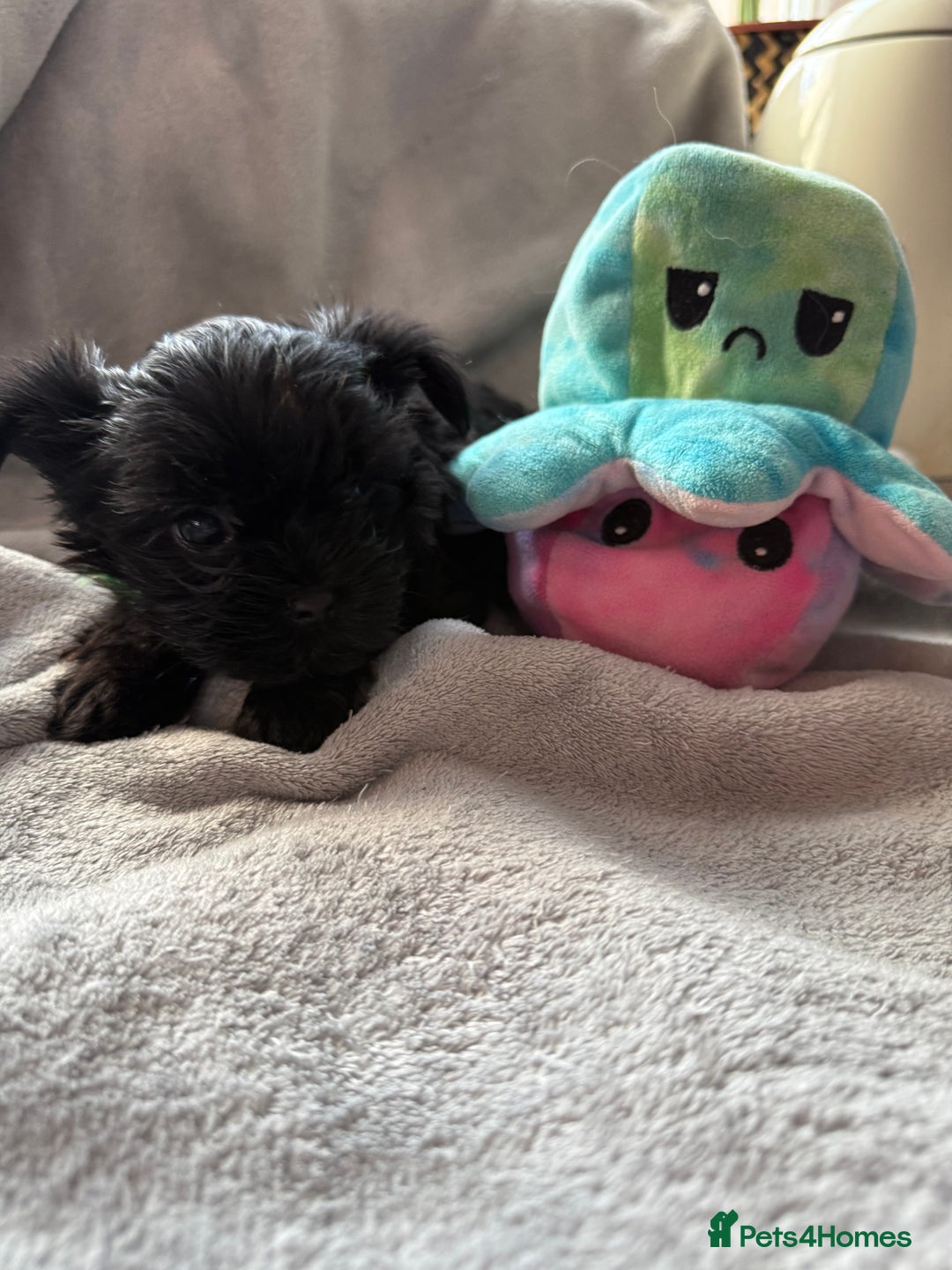Yorkshire Terrier dogs for sale:  2 left Yorkshire terrier Black Biewer Ready To go - Image 8