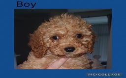 Cavapoo dogs for sale: 5 Cavapoo puppies - Ready now! - Image 2