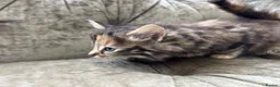 Mixed Breed cats for sale: Long haired female kittens  - Advert 19