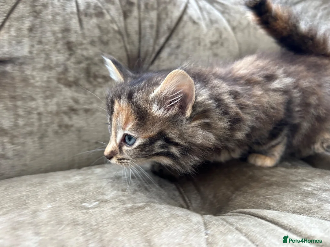 Mixed Breed cats for sale: Long haired female kittens  - Advert 19