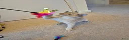 Burmese cats for sale: Beautiful Pedigree Lilac Tortie Burmese Kitten - Advert 5