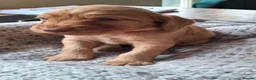 Cockapoo dogs for sale: F1b Cockapoo puppies - Advert 16