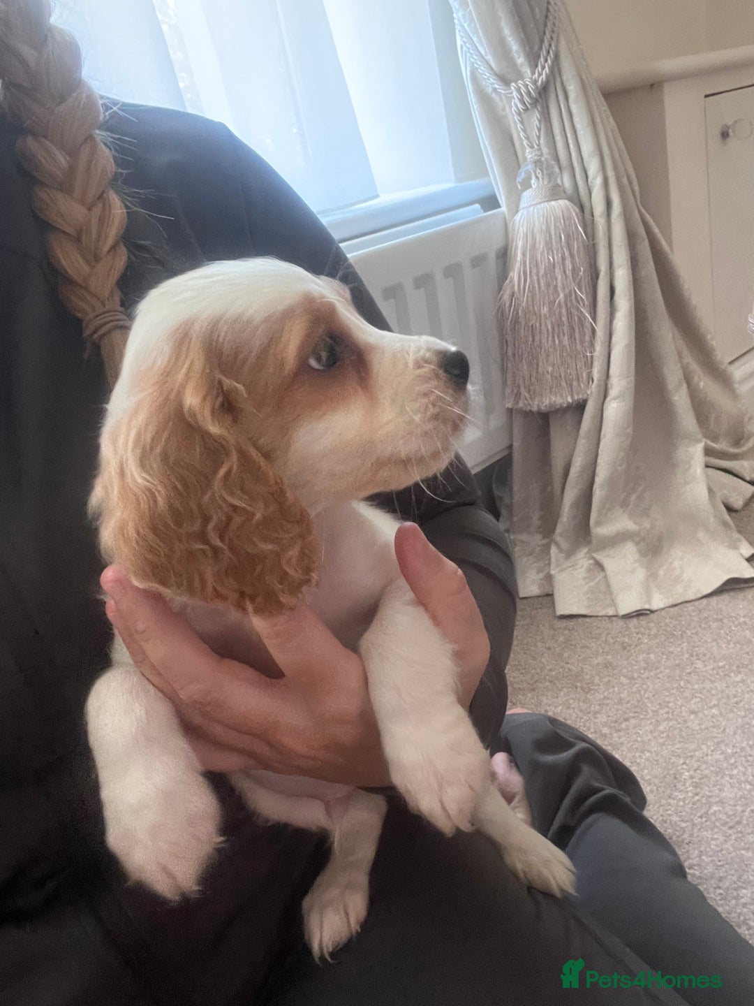 Cocker Spaniel dogs for sale: Cocker spaniels  - Image 8