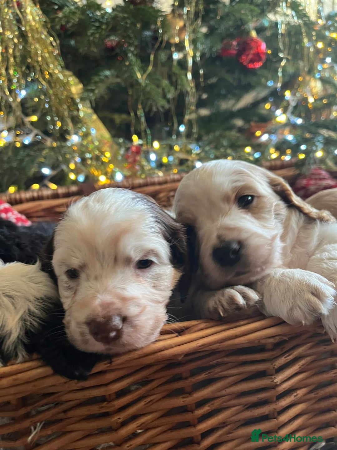 Cockapoo dogs for sale: Beautiful cockapoo puppies - Advert 6