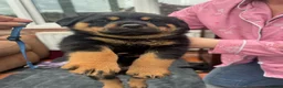 Rottweiler dogs for sale: Rottweiler puppies - Advert 7