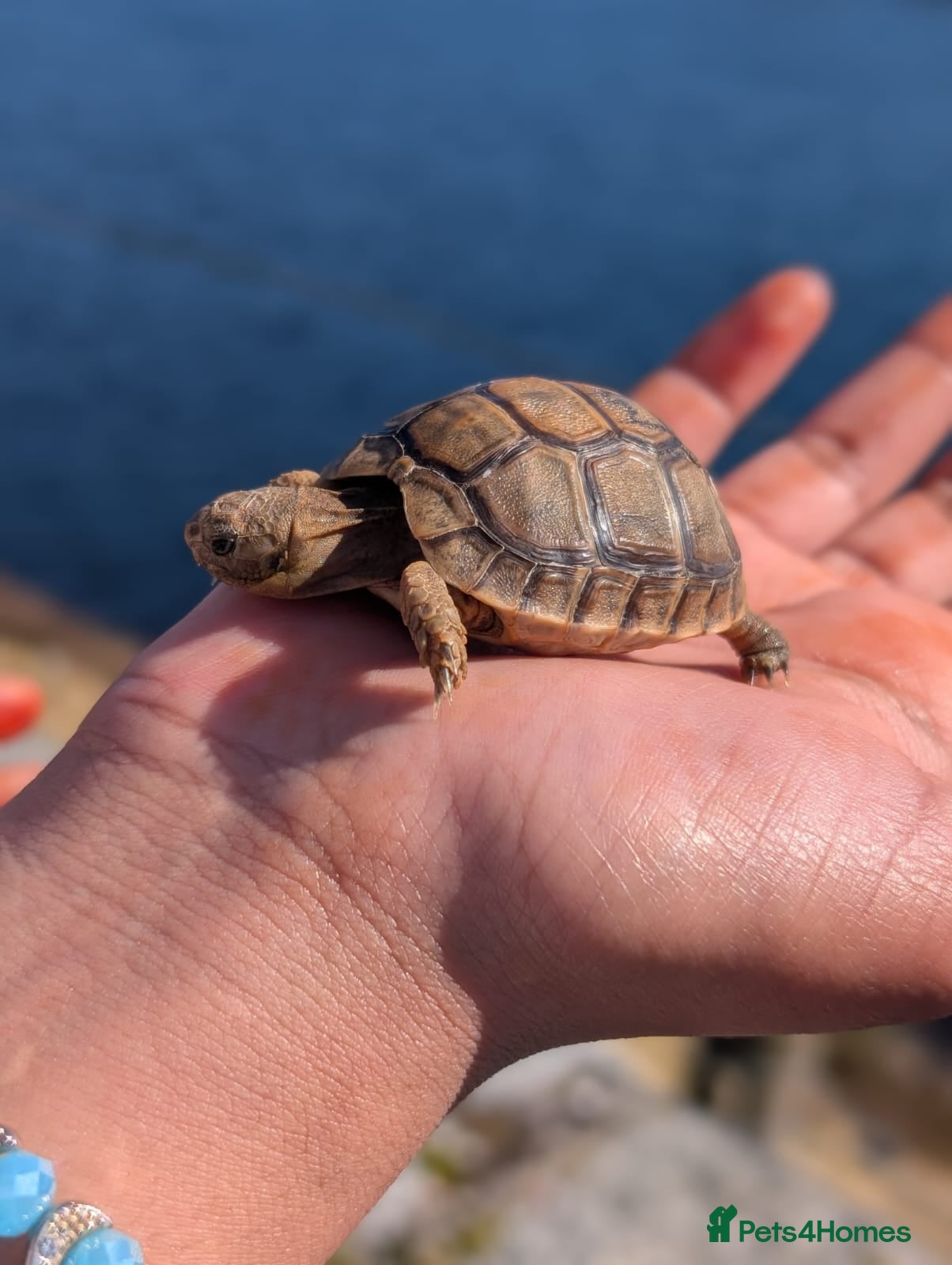 Tortoise reptiles  🐢 Baby Spur Thighed Tortoises available 🐢 - Advert 1