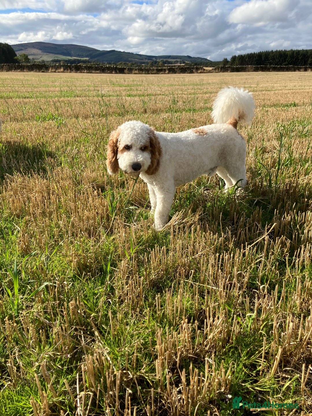 Labradoodle dogs for stud: For stud - Image 7