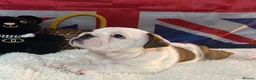 English Bulldog dogs for sale: English bulldog gorgeous pups kc registered  - Advert 19