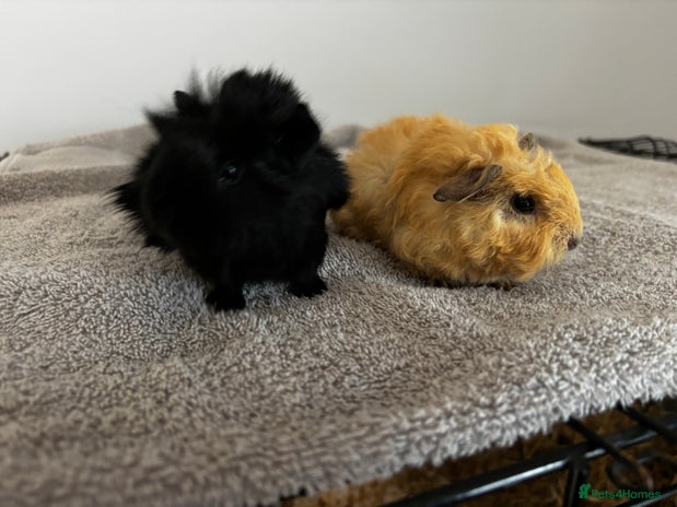 Guinea Pig rodents - Advert 4