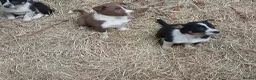 Border Collie dogs for sale: Farm collie puppies  - Advert 8