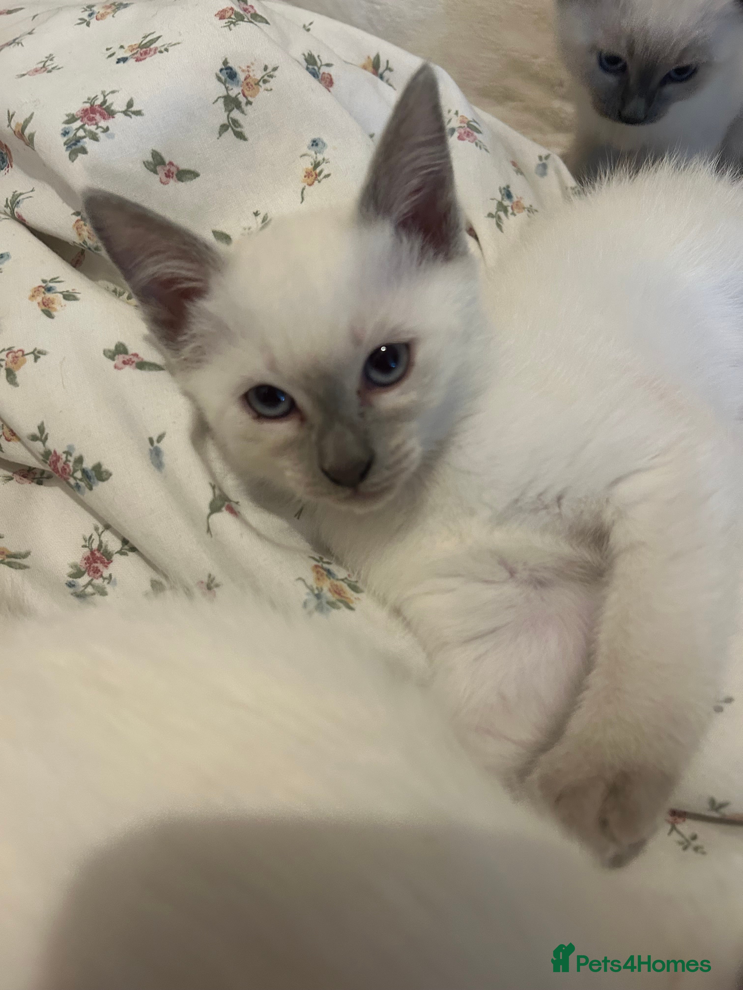 Siamese cats for sale: 3x Beautiful Pedigree Siamese Female Kittens - Advert 2