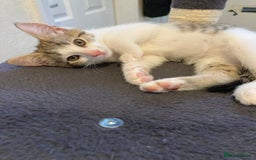European cats for sale: 4 Cute & Cuddly Kittens Ready For Forever Home - Image 33
