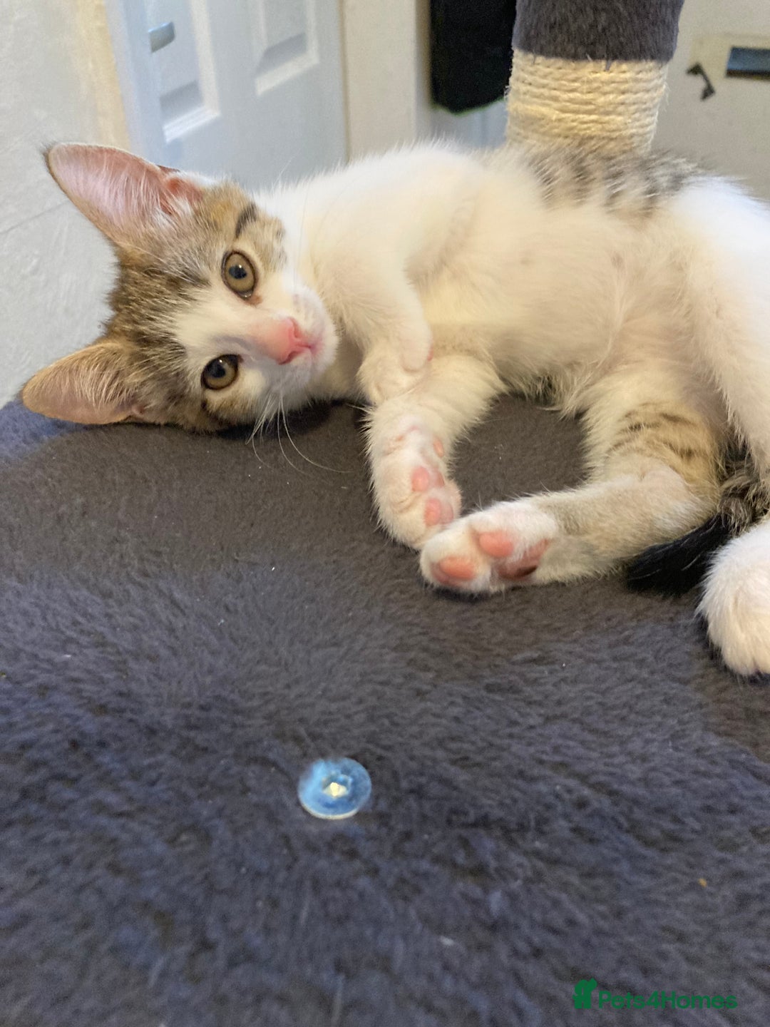 European cats for sale: 4 Cute & Cuddly Kittens Ready For Forever Home - Image 33