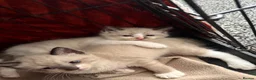 Mixed Breed cats for sale: Tabby mixed with ragdoll - Advert 1