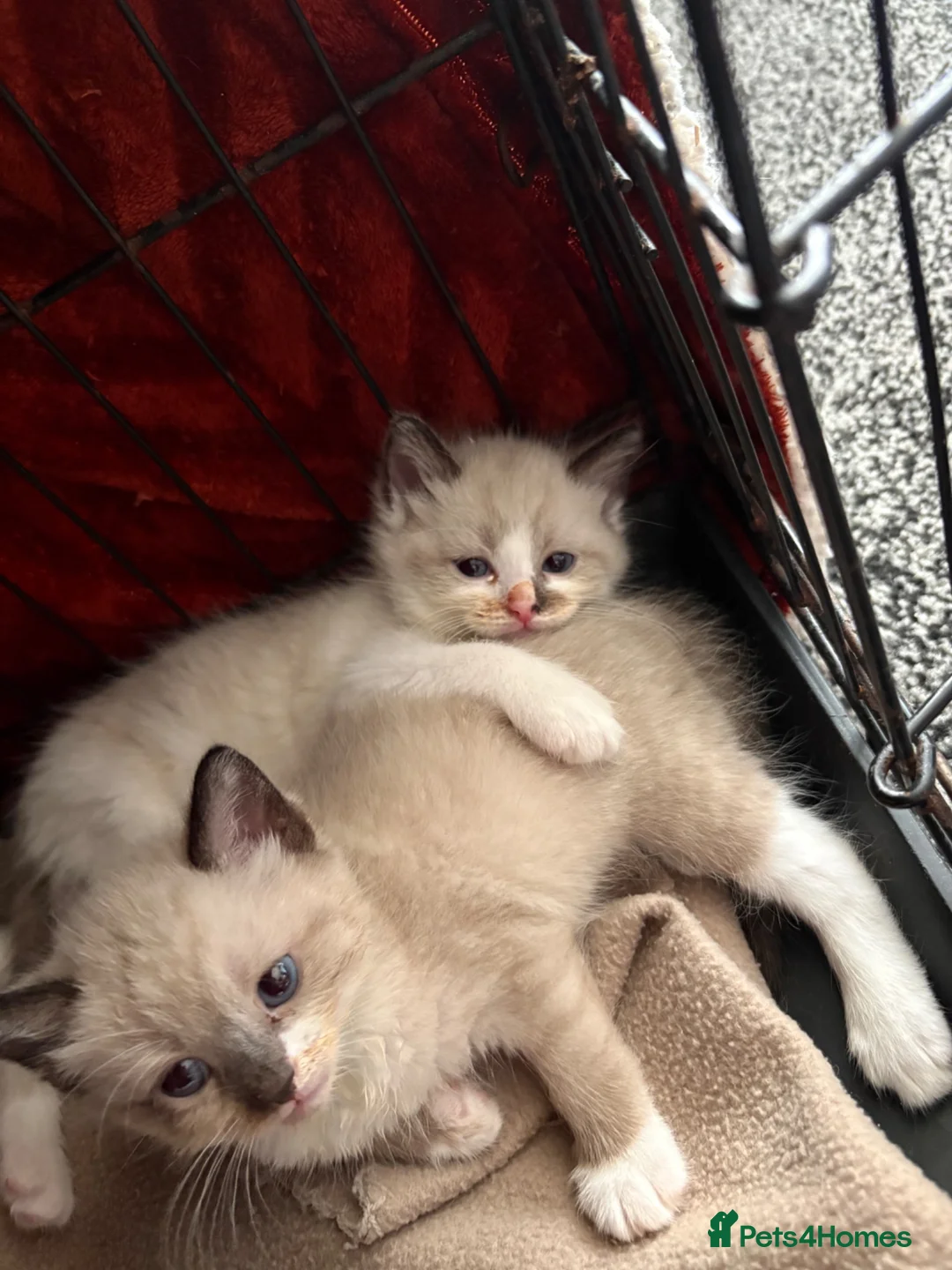 Mixed Breed cats for sale: Tabby mixed with ragdoll - Advert 1