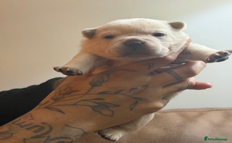 Chow Chow dogs French chows  - Advert 4