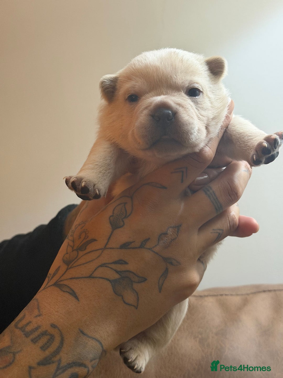 Chow Chow dogs for sale: French chows  - Advert 5