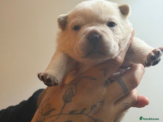 Chow Chow dogs French chows - Advert 5