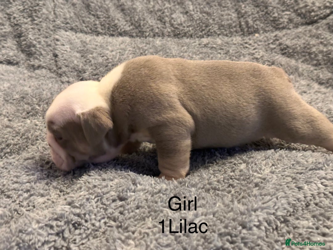 English Bulldog dogs for sale: QUALITY 5* ENGLISH BULLDOG PUPPIES - Advert 6
