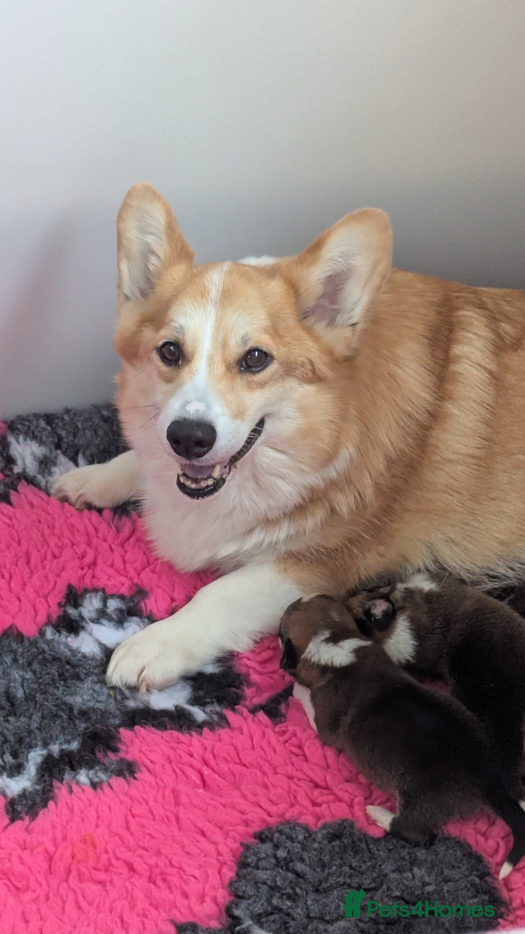 Welsh Corgi Pembroke dogs for sale: Champion line corgi puppies health tested parents  - Image 11
