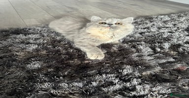 British Shorthair cats - Advert 1